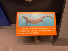 -贝林大翅鲸简餐厅(国家海洋博物馆店)