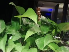 -乐凯撒披萨(中心书城店)