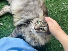 -楼上猫咖(罗湖店)