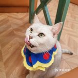 长沙萌宠集合店,一次性撸6种动物20个品种
