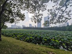 -艾溪湖湿地公园