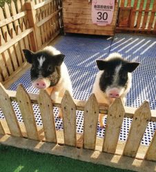 -萌宠亲子动物乐园(槐房万达店)