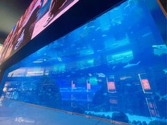 -迪拜水族馆及水下动物园