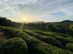 -树山生态村