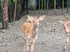 -鹿院坪生态旅游景区