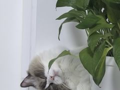 -北京观赏动物医院·24小时大型综合·猫专科·异宠专科