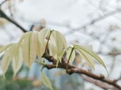 -粥旺庄(芳村店)