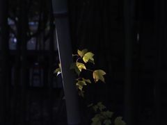 -八大山人梅湖景区