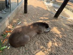 -西霞口神雕山野生动物世界