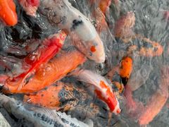 -西双版纳融创皇冠假日度假酒店