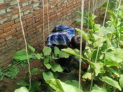 -万源龙顺度假庄园生态观光园