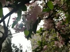 景点-丰台花园