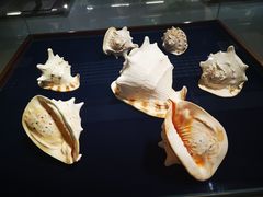 -青岛贝壳博物馆