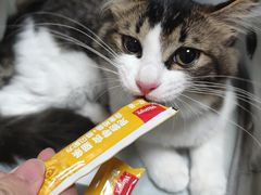 -千城康桥宠物医院·猫科·骨科·心脏