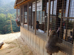景点-岚山猴子公园
