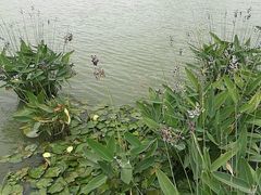 -映月湖中央公园