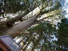 景点-阿里山神木遗迹