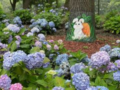 -上海共青森林公园