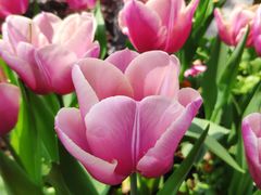 -昆山城市生态森林公园