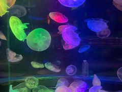 -太平洋海底世界