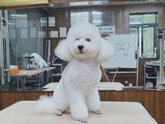 -鑫艺宠物美容培训学校