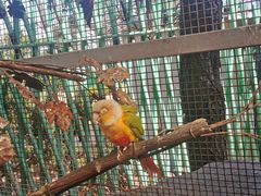 -西霞口神雕山野生动物世界