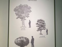 -中国茶叶博物馆(双峰馆区)