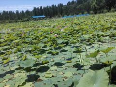 -东方巨龟苑景区