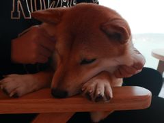 -柴犬小屋·柴餐厅·狗咖食堂(金鼎广场店)