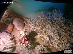 -亚龙湾中心广场·贝壳馆