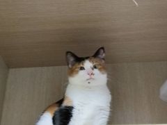 -瑞派康怡24h宠物医院·犬猫医疗中心·微创绝育(瑞景分院)