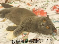 -瑞思少儿中心·少儿英语素养启蒙(新合作校区)