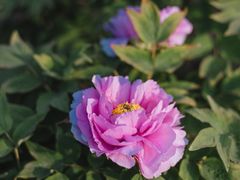 -玄武湖景区-情侣园游乐场