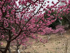 -北京西山国家森林公园