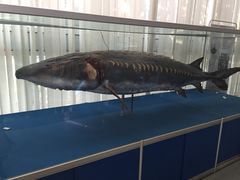 -上海海洋大学鱼文化博物馆(军工路校区)