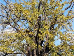 -上海佘山国家森林公园天马山园