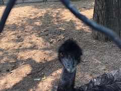 -长白岛森林公园