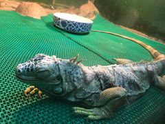 -上海大自然野生昆虫馆(东方明珠·爬宠昆虫探索中心)