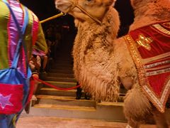 -广州长隆国际大马戏