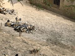 -大连森林动物园