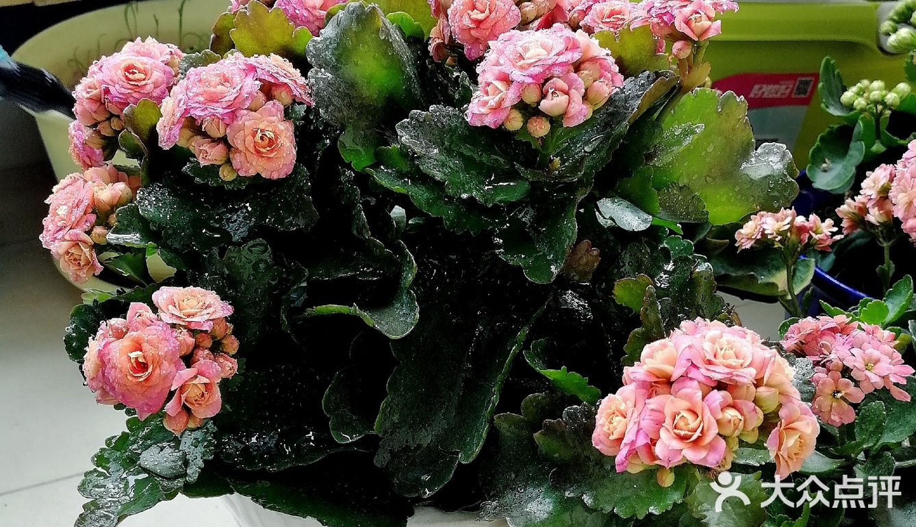 逛公园顺便买花花