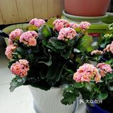 逛公园顺便买花花