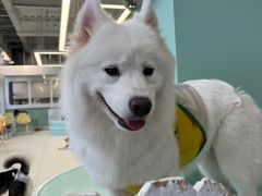 -怪兽屋·羊驼·猫咖·狗咖(俊华广场店)