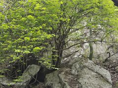 -秦岭终南山世界地质公园翠华山景区