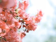 -木兰云雾山