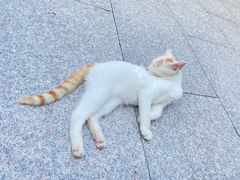 -龙华素斋(龙华路店)