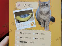 -滚猫咖啡·猫咖·猫友好撸猫(未来城店)