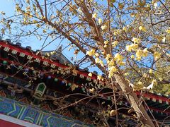 -北京艺术博物馆(万寿寺)