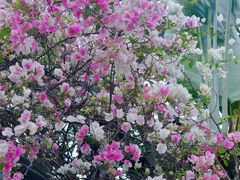 -深圳国际园林花卉博览园