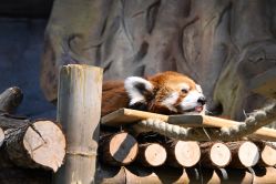 -Zoolung Zoolung动物主题公园(海信广场店)